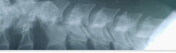 Rheumatology